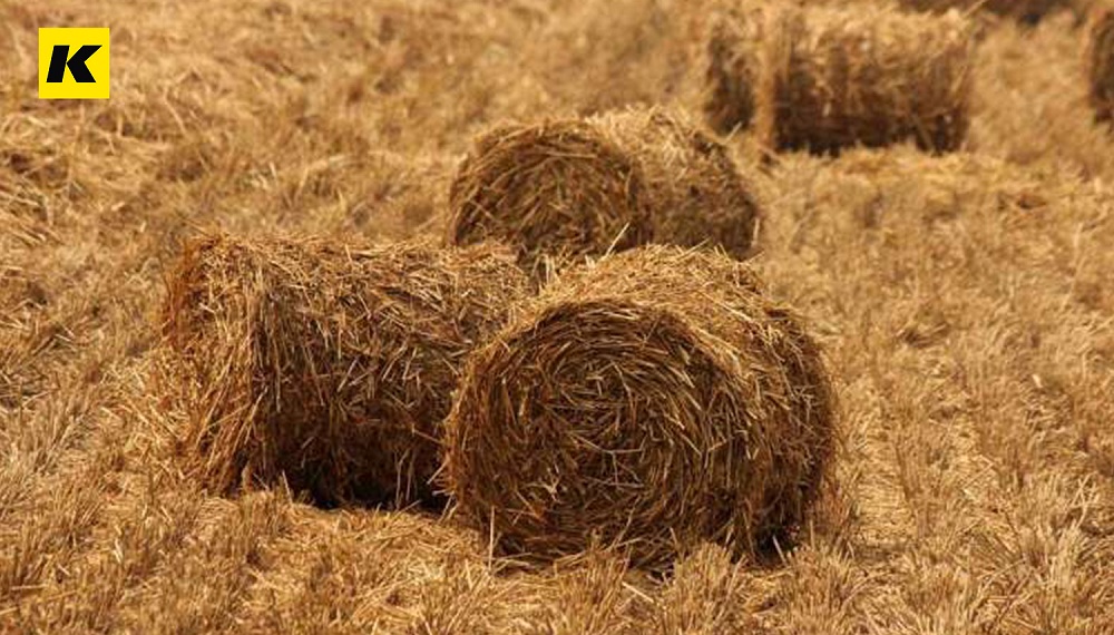 秸稈環(huán)保餐具的市場前景為什么這么好？！